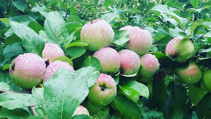 fruit