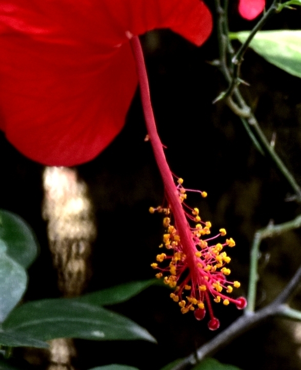 flower