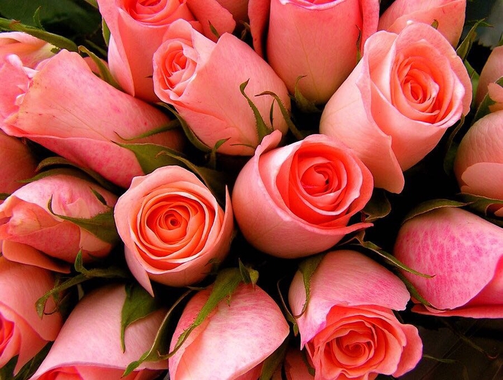 Roses