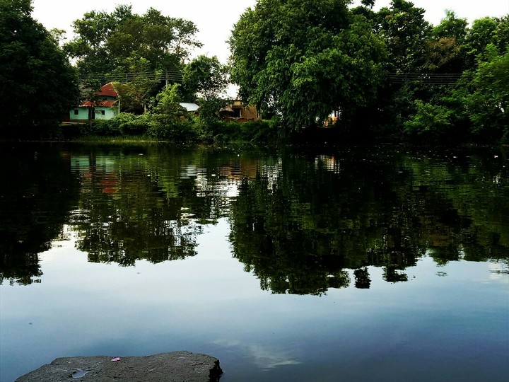 reflection of trees in pond