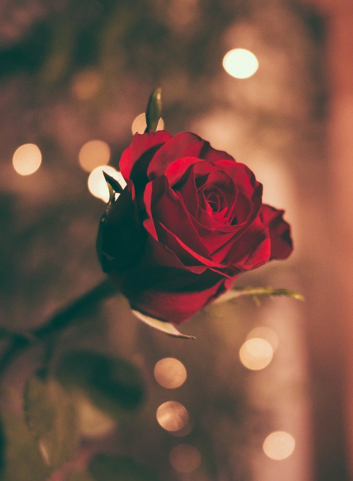 Red rose 
