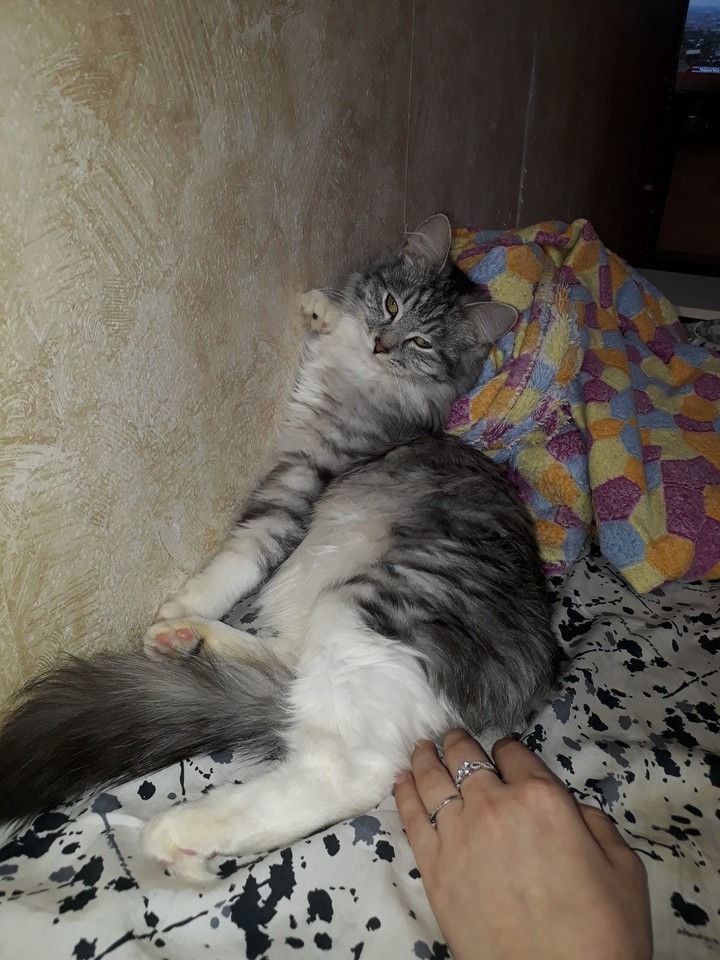 кошки