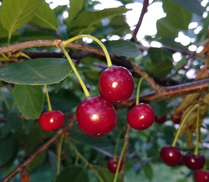 вишня