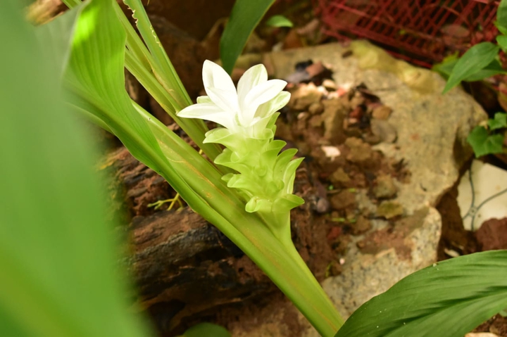 Turmeric Flower