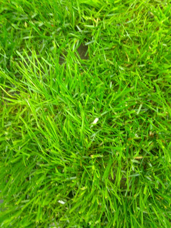 Green Grass