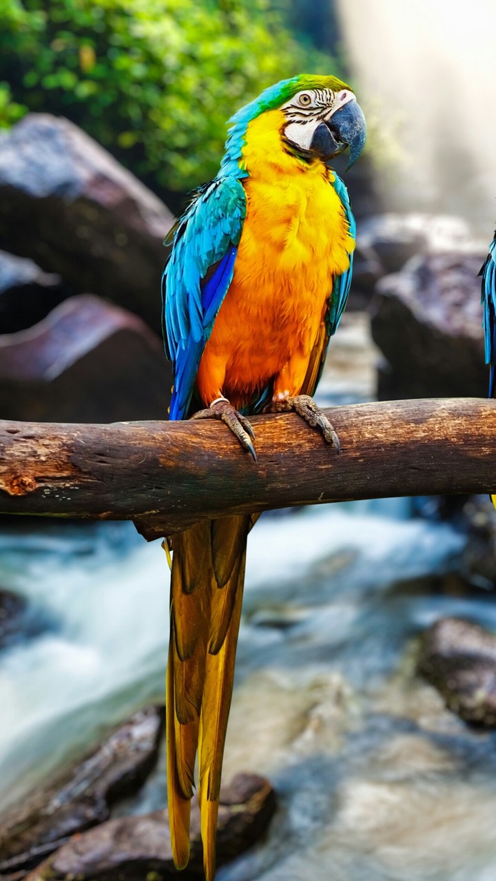 Parrot