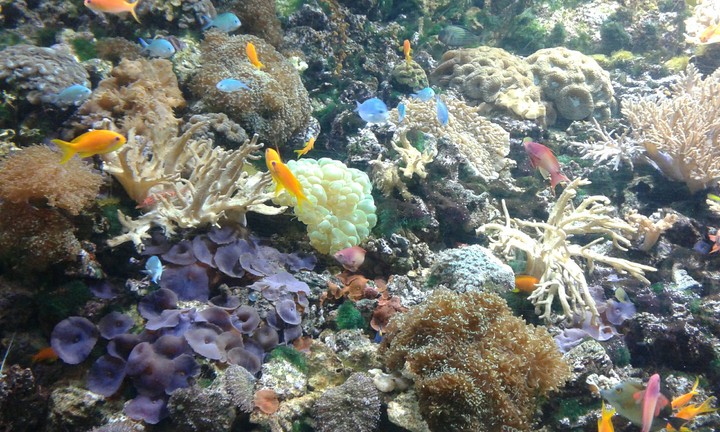 sea life
