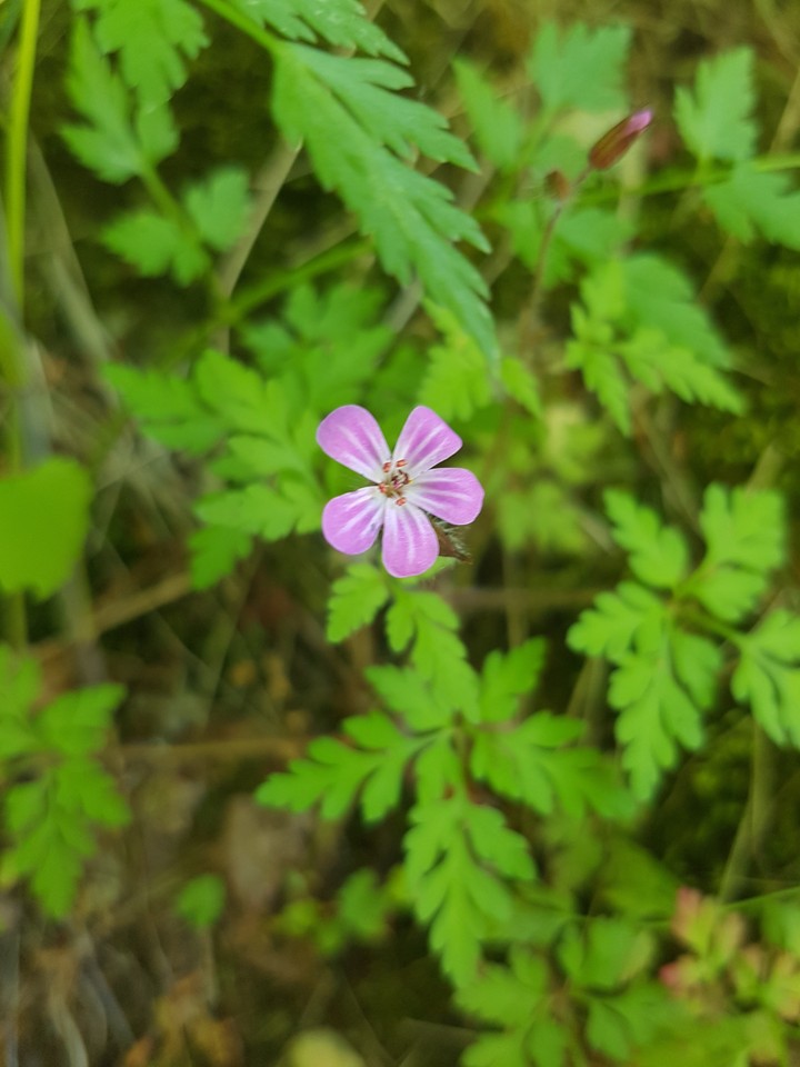 Beauty little Flower