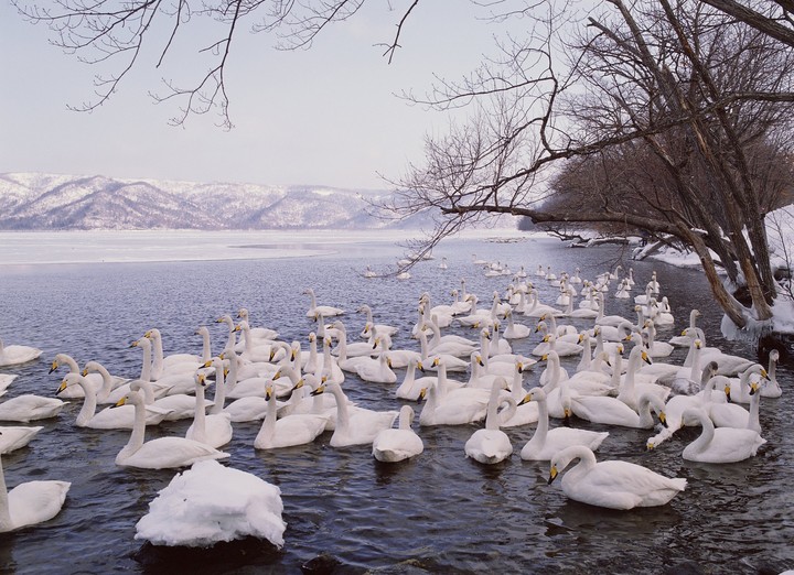 Birds
