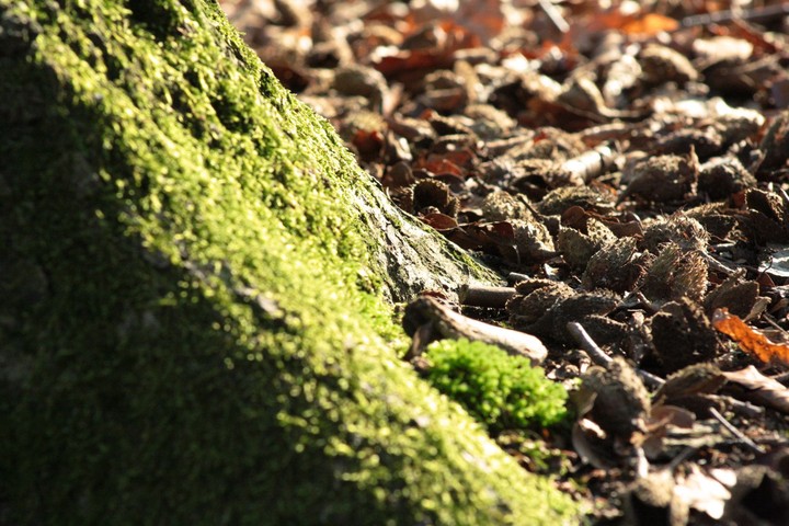 Natur erleben