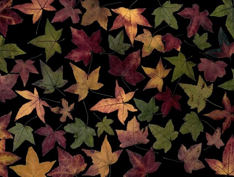 Maple, leaf duvar kağıtları
