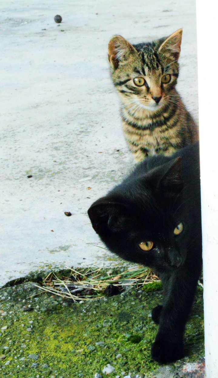 cats