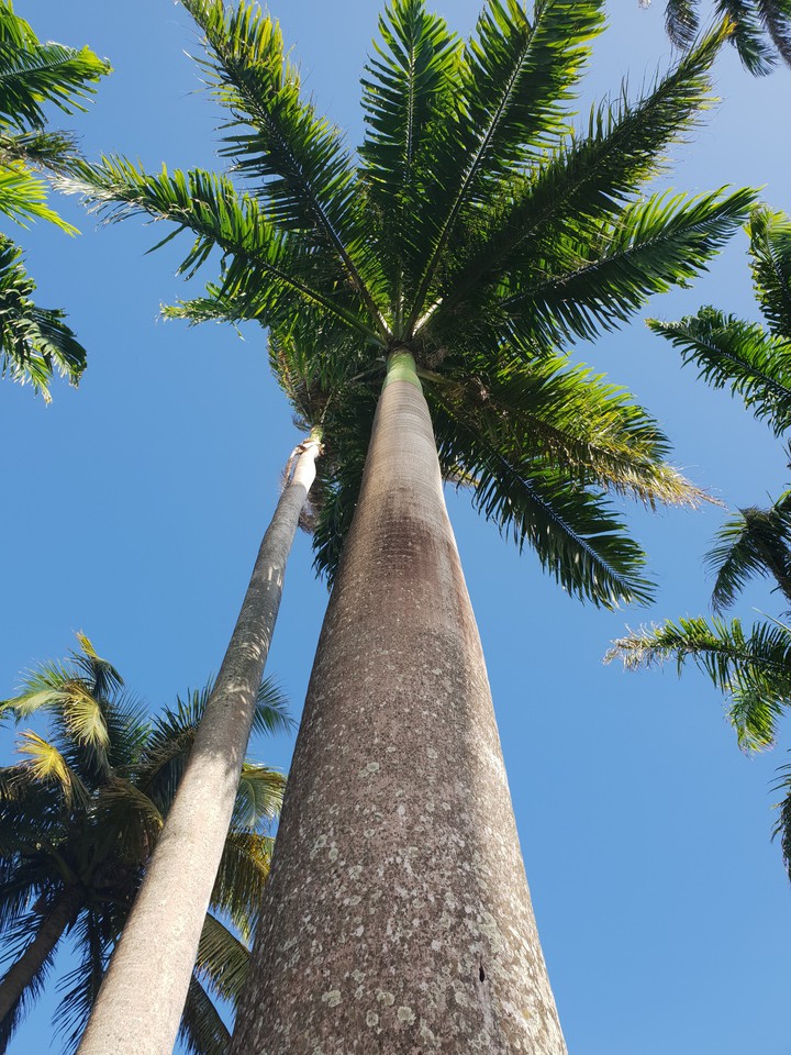 Palm tree