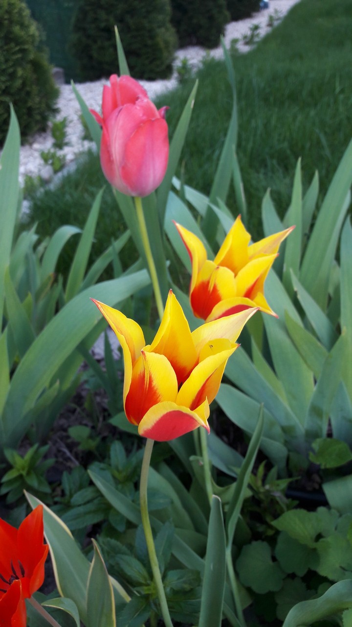 Flower