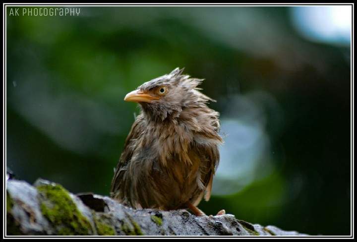 bird