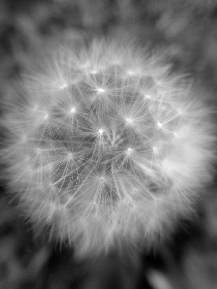 Dandelion b&w