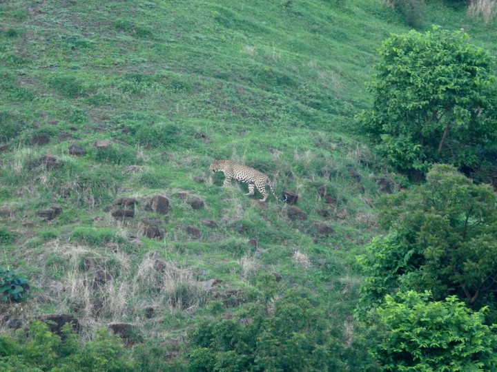 leopard ajintha forest india