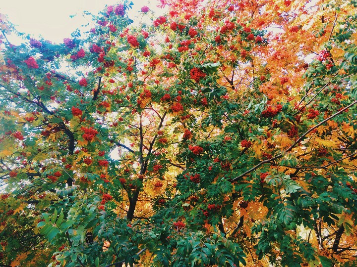 Rowan
