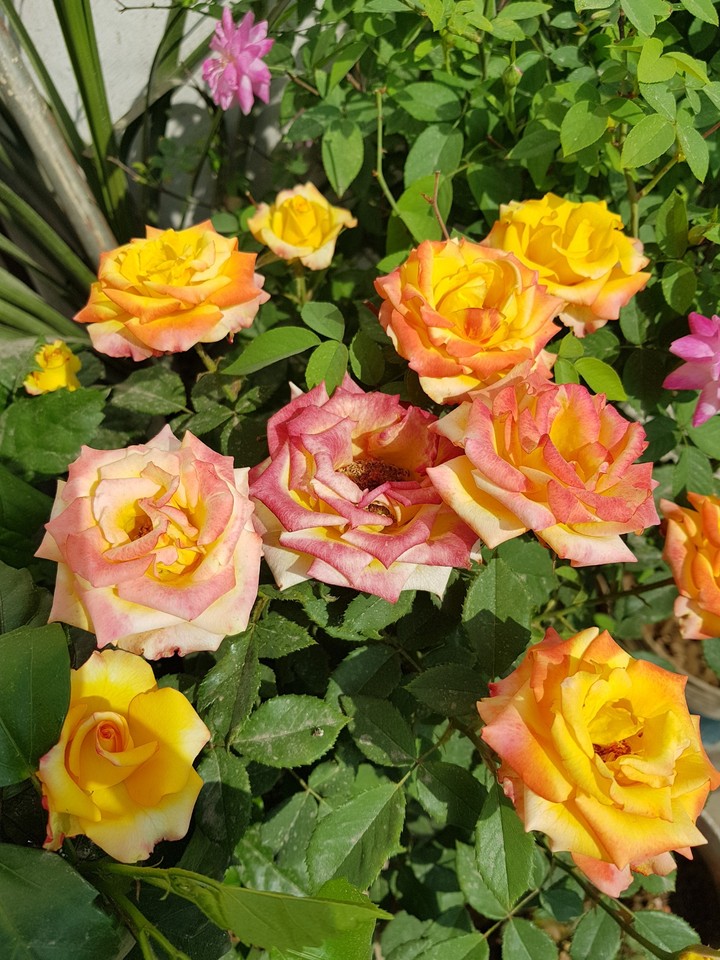 the bouquet of rose