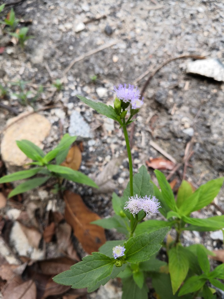 Purple flower
