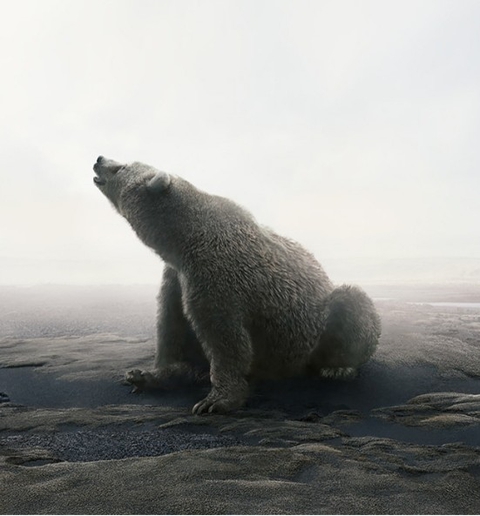 Polar bear