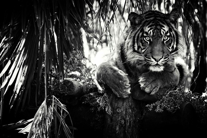 tiger