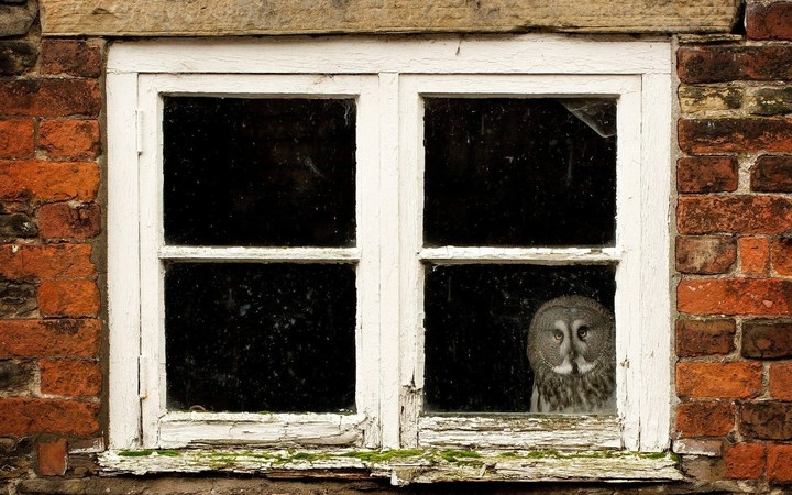 Barn Owl
