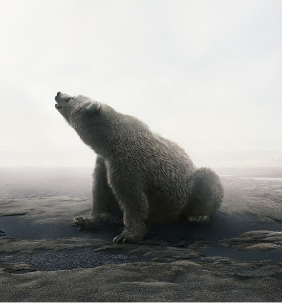 Polar bear