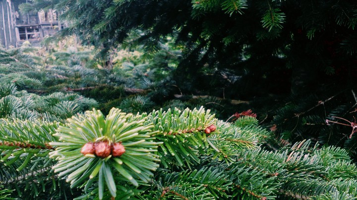 Ель