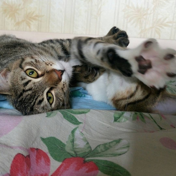 Потягушки