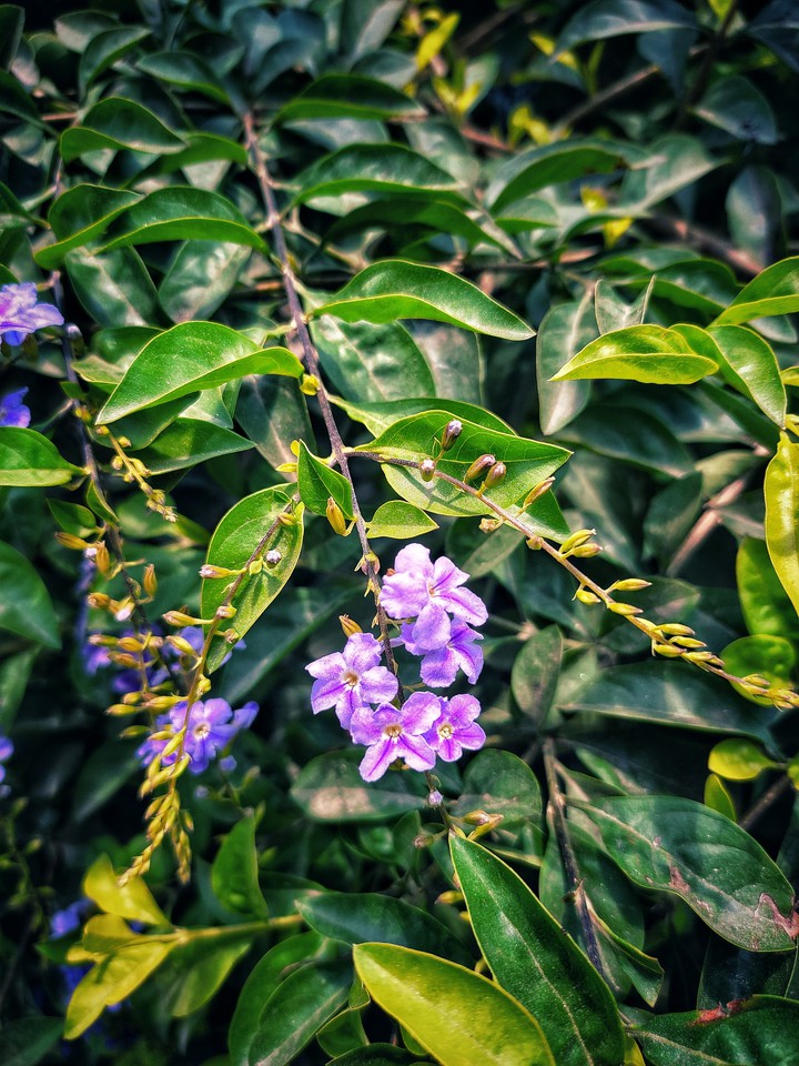 Purple Flower ?