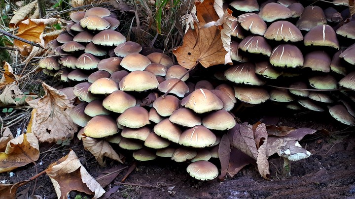 mushroom family