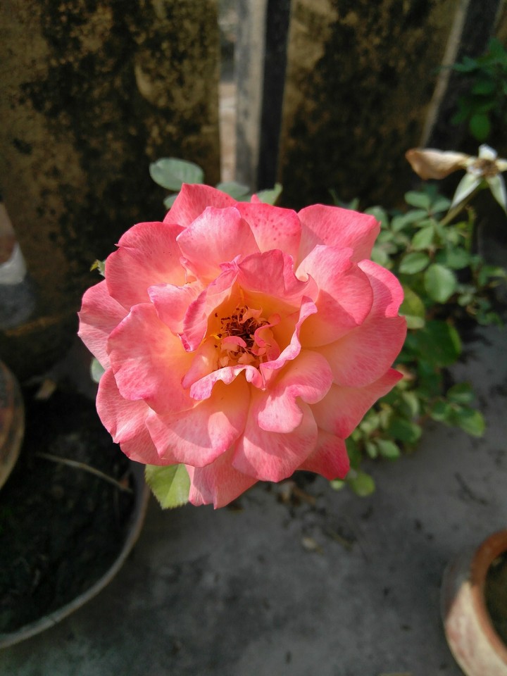 rose
