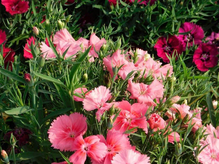 dianthus