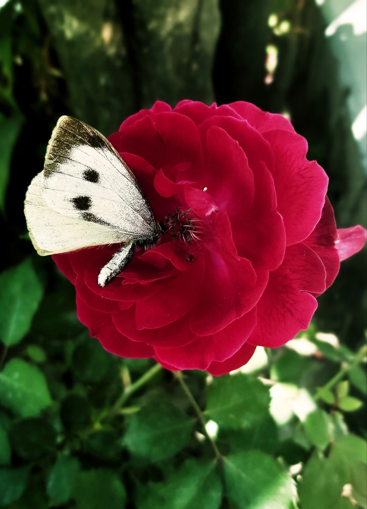 Butterfly Rose