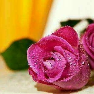 rosas