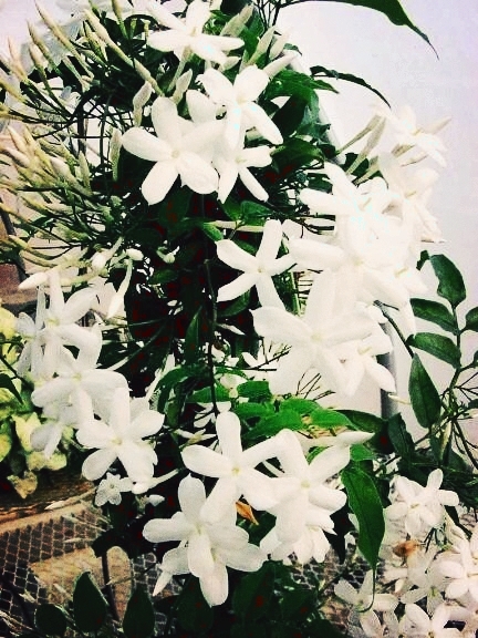 jasmine Cyprus