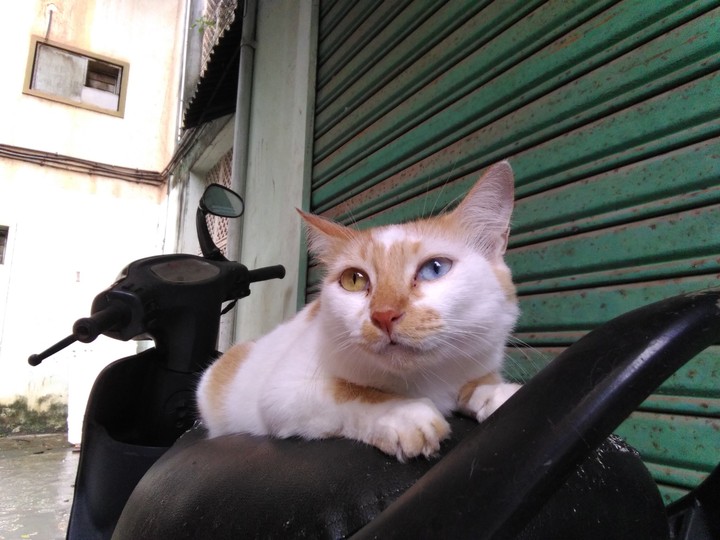 cat