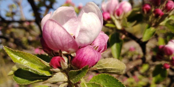 Blossom