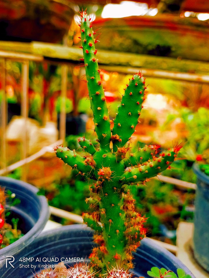 cactus plant