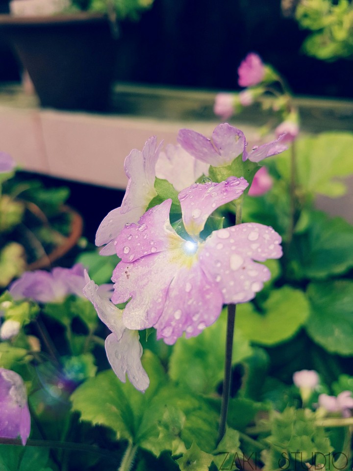 nature