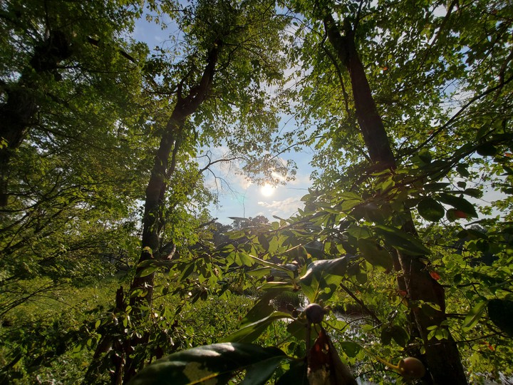 sunny afternoon in woodlands