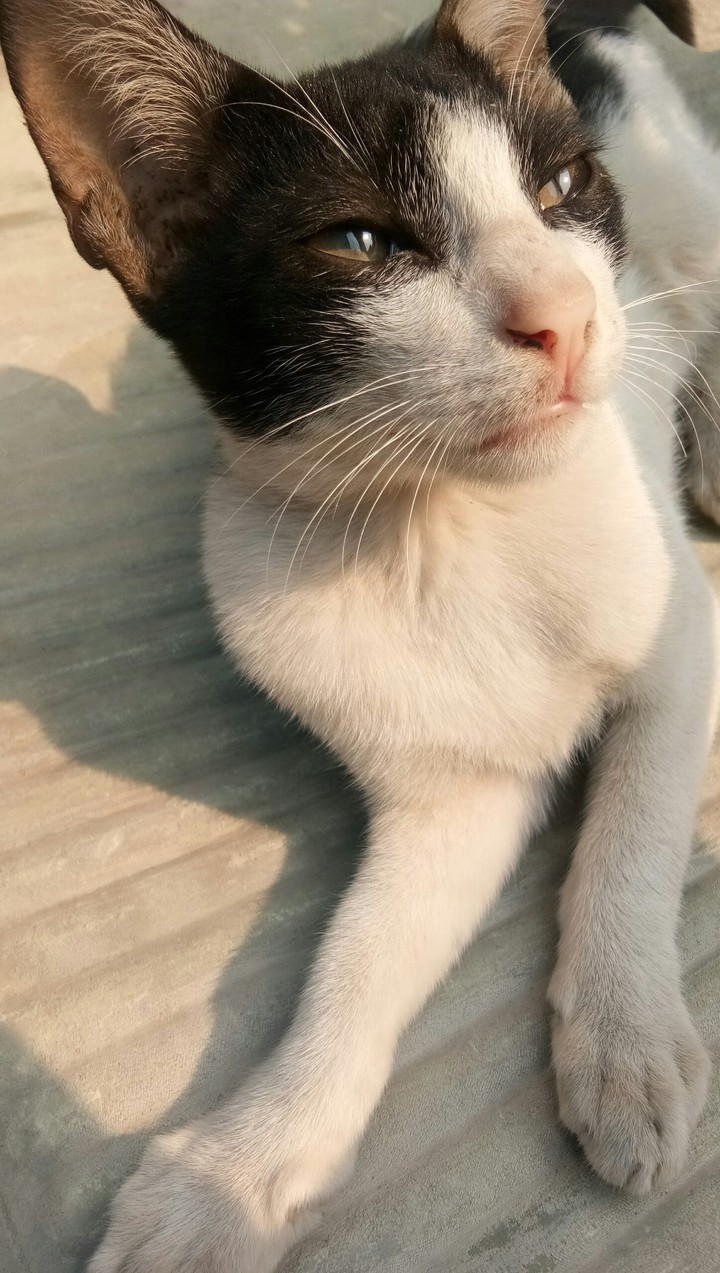 Oreo ❤️