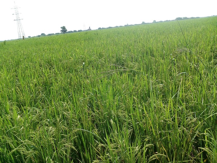 Rice Crop