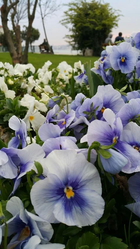 Flowers