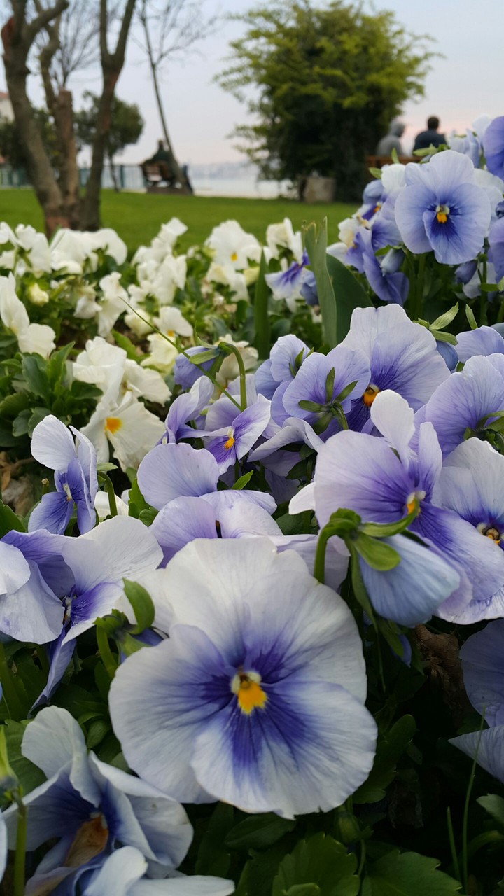 Flowers