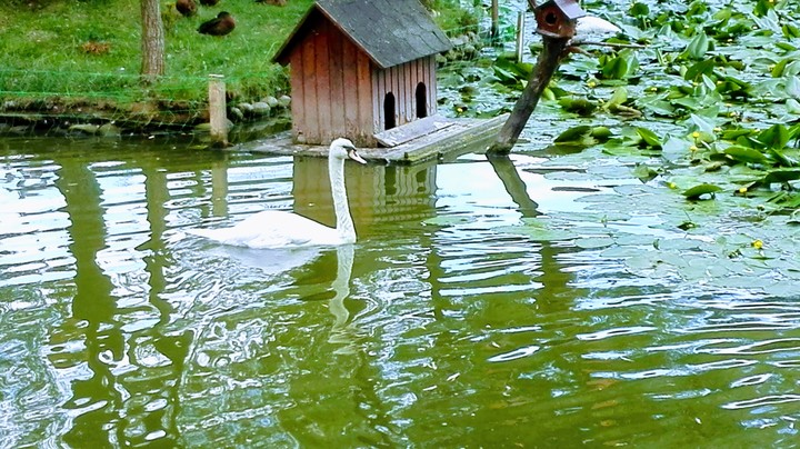 swan on the lake