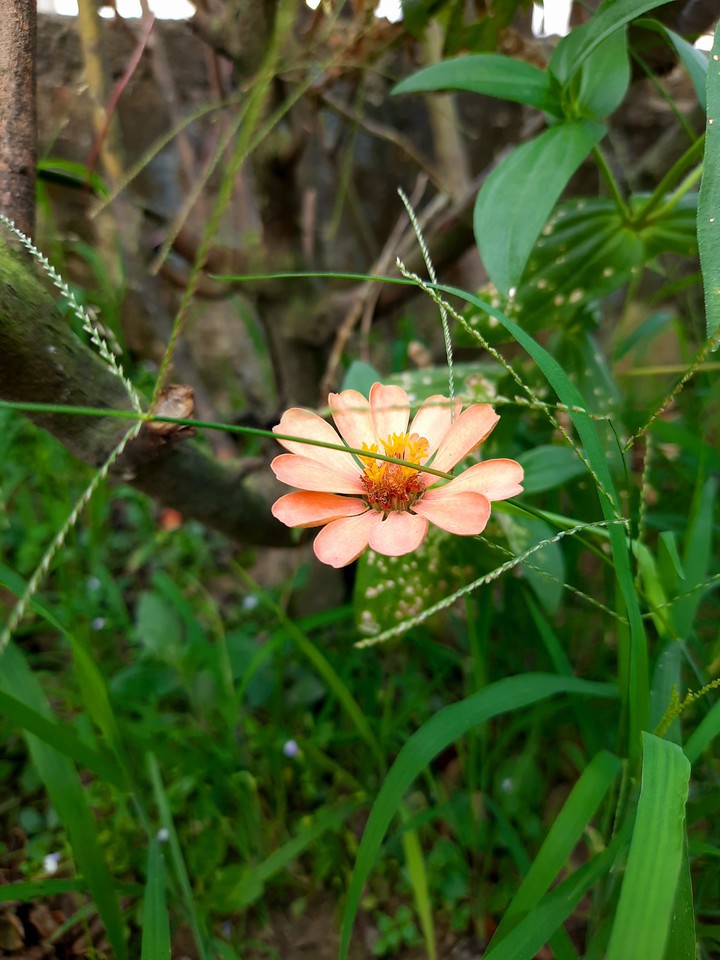 flower in between greenery