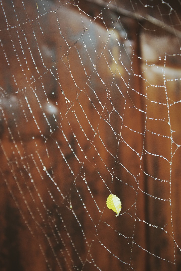 Cobweb