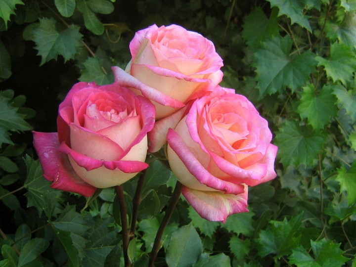 roses flowers ....گوڵەباغ